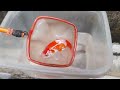 Wow!!!menangkap dan unboxing ikan hias warna-warni lucu ikan komet, ikan koki, ikan koi