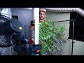 HOW TO HARVEST, DRY & CURE WEED EASILY | ORGANIC MULTI STRAIN RUNS