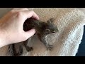 Baby Squirrel- 8 weeks: she’s playing peek a boo for the first time