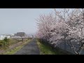 Sakura ride 2021/5 Kurose River Saijo