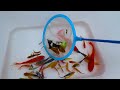 Amazing Catch Colorful Tiny Ornamental Snails, Striped Horse Fish, Koi Fish, Guppies, Butterfly Fish