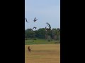 Canada Goose Hunting in a Wheat Field