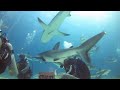 Bahamas Diving