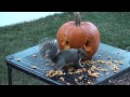 Squirrels Carve Face in Pumpkin!