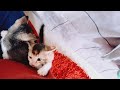 Adorable Kittens at Play: Pure Feline Joy!