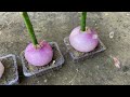 How To Grow Mango Trees From Mango Branches in Onions