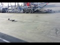 Bird in the lot