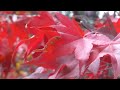 Beautiful Autumn Leaves Blowing In The Wind ORIGINAL MUSIC
