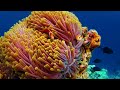 The Best 4K Aquarium - Best Aquarium Tour Ever With Calming Music