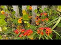 Incredibly beautiful flowers in Humboldt County California #usa @JohnsRetirementTravelVlog