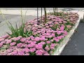 Planting beautiful perennials in our front yard as no-mow grass substitute