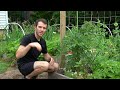 5 Tomato Growing Tips For JUNE