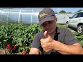 Review of two good varieties of sweet peppers with full fruit load.