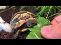 Charlie the Baby Hermann's Tortoise Eating