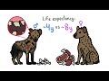 Why It Sucks to Be a Male Hyena