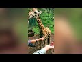 GIRAFFE Centre Nairobi/ Kenya/ Africa/ ENDANGERED WILDLIFE  Feed Giraffes!