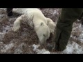 Risk Takers - 114 - Polar Bear Alert Agent