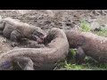 Momentos Insanos Dragão De Komodo Ataca E Engole Todas As Presas À Vista | Animais Selvagens