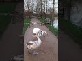 feeding waterfowl