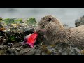 Wonderful Wildlife on Islands of Wild Great Britain | Our World