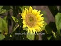 Giant Sunflower head blooms as its seeds ripen inside: wildfilmsindia Motidhar botanical arboretum