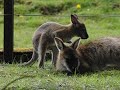 Wallaby and Joey