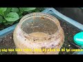 Cách trồng đậu đũa trong thùng xốp ra nhiều trái