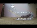 How to make Mouse trap || Rat / Mouse trap homemade ||