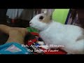 Rabbit cleaning dry feet screen of owner !!!!