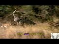 Cheetah vs Ostrich | Speed racing | Wildlife | TQN Wildlife ​⁠#natgeo #jungle #africa