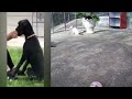 😘🤣 Best Cats and Dogs Videos 🤣😸 Funniest Animals 2024 #11