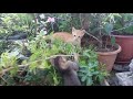 Mom Cat Calling For Her Playful Kittens