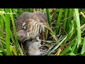 Baby Birds Strike To Demand Food From Their Parents | Birds Feeding Babies