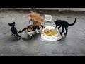 Kucing Sekeluarga Makan Nasi Kuning Di Rumah Terbengkalai