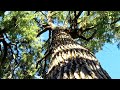 cottonwood trees on the farm