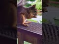 introducing Crazy Face, my squirrel friend ❤️