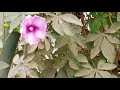 Ipomoea cairica/ISHIQ PECHA/Rail Road Creeper