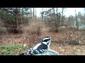 Downy Woodpecker 2-28-17