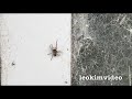 4 Dead Spiders After Spider Wasp Attack A Curious Mystery Investigated