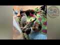 Rescue Tiny Kittens Their Mom Cat Wasn't Able To Care For Them