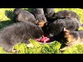 Kraftwerk K9 German Shepherd puppies feeding at 4 weeks old!