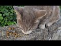 חתול אפור אוכל A grey cat is eating
