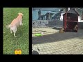 😹🐶 Funniest Cats and Dogs 😻😹 Funny And Cute Animal Videos 2024 # 7