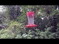 Hummingbird Cafe, Monteverde Cloud Forest Preserve