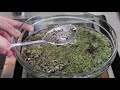 The Right Way To Grow Broccoli Sprouts - Complete Sprouting Guide