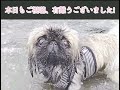 ペキニーズのアポロの遅い夏休み！完結編#ペキニーズ#走水海岸#犬