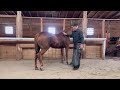 TERRIFIED Mare Gains Confidence with FARRIER