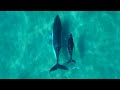 The Colors of the Ocean (4K ULTRA HD) 🐬 The Best 4K Sea Animals for Relaxation & Relaxing Sleep #35
