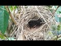 កូនពេញសំបុក, The baby bird full in the nest