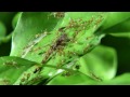 Tree Scorpion Vs Green Ants | MONSTER BUG WARS